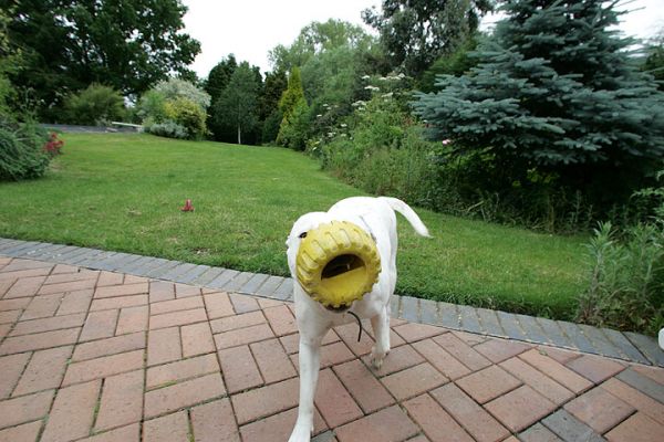 Maddy and the Yellow Tyre
Keywords: Maddy yellow tyre Staffordshire terrier dog kennel dog toy dog boarding Lucies Farm