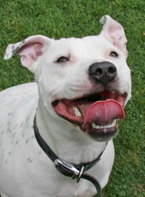 Maddy
Maddy is a Staffordshire Terrier.
Ključne besede: Maddy Staffordshire terrier dog kennel dog boarding Lucies Farm
