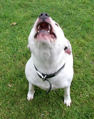 Maddy
Keywords: Maddy Staffordshire terrier dog kennel dog hotel Lucies Farm