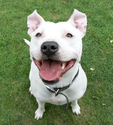 Maddy
Ключові слова: Maddy Staffordshire terrier Lucies Farm dog kennel dog boarding dog hotel
