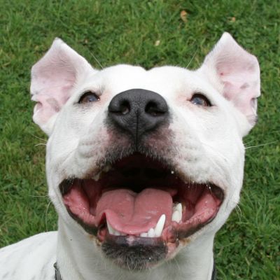 Maddy
Ключові слова: Maddy Staffordshire terrier dog kennel dog boarding Lucies Farm