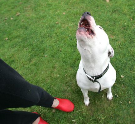 Maddy and Marjorie's Red Shoes
"Give me a cookie!"
Mots-clés: Maddy red shoes Staffordshire terrier cookie dog hotel dog boarding dog kennel Lucies Farm