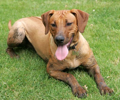 A Little Bit of Mud
Ключевые слова: Ridgeback dog mud dog kennel dog boarding Lucies Farm