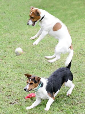 Sally and Jake Playing Ball
With Sally in mid-air.
Ключові слова: Sally Jake Jack Russell dog catch fetch dog boarding dog kennel Lucies Farm