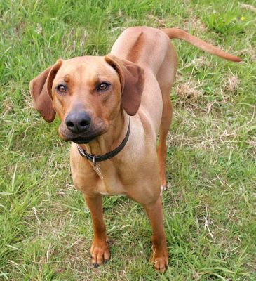 Smile . . .
Schlüsselwörter: Ridgeback smile dog kennel dog boarding Lucies Farm