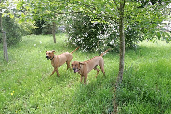 Ridgebacks on a Summer Afternoon
Keywords: Ridgebacks summer afternoon dogs walking dog kennel Lucies Farm Kila Simba