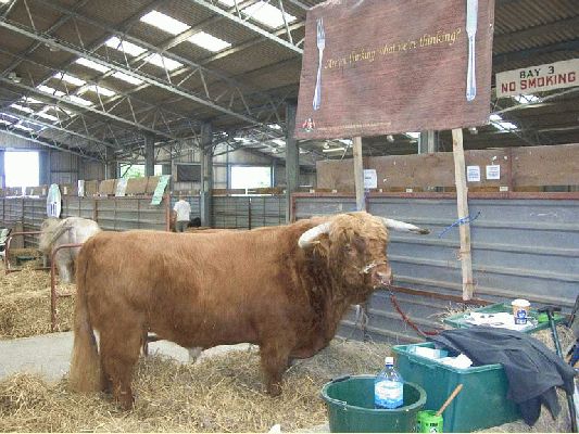 Three Counties Show - 2004
Lord Rannoch in the cattle shed before the judging.
Ключові слова: Three Counties Rannoch judging cattle shed highland