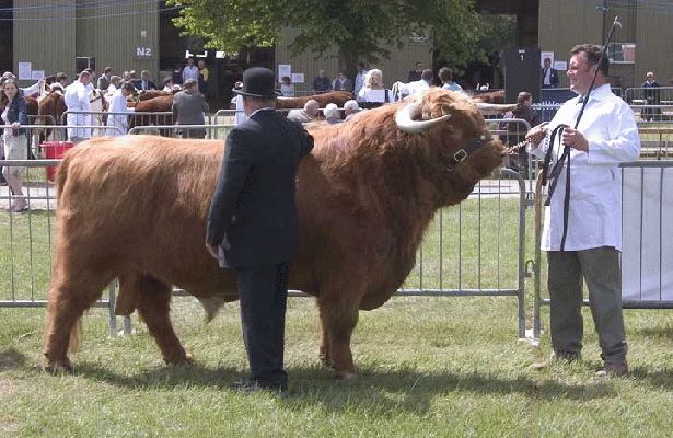 Three Counties Show - 2004
Lord Rannoch of Lucies in the Three Counties Show ring, being judged
Avainsanat: Rannoch highland Three Counties judge