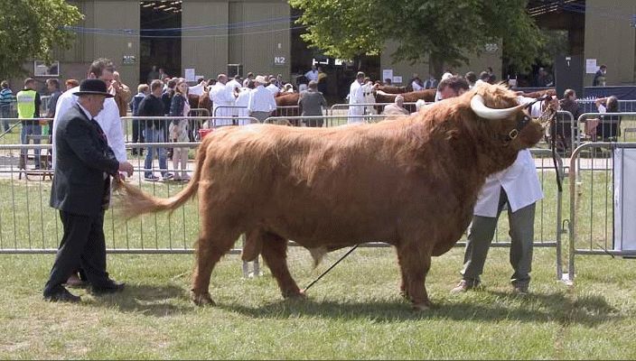 Three Counties Show - 2004
Lord Rannoch in the Three Counties Show judging ring
Klíčová slova: Rannoch highland cattle Three Counties judge
