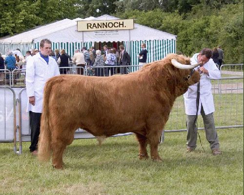 Three Counties Show - 2004
Andy and Kevin with Lord Rannoch of Lucies - Three Counties Show judging, 2004
الكلمات الإستدلالية(لتسهيل البحث): Three Counties Rannoch judging