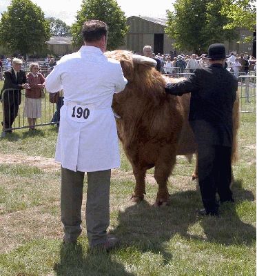 Three Counties Show - 2004
Lord Rannoch of Lucies in the showing ring - Three Counties Show
الكلمات الإستدلالية(لتسهيل البحث): Rannoch Three Counties judging highland