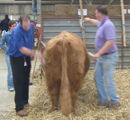 Three Counties Show - 2004
Andy and Kevin in a flurry of activity to get Lord Rannoch ready for the show ring - Three Counties Show, Malvern, 2004
Palabras Clave: Three Counties Rannoch Malvern highland judging