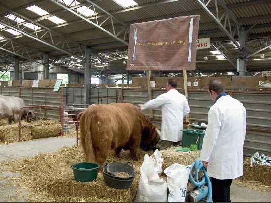 Three Counties Show - 2004
Kevin and Andy getting Rannoch ready in the cattle shed, Three Counties Show, Malvern 2004
Ключевые слова: Rannoch Three Counties Malvern