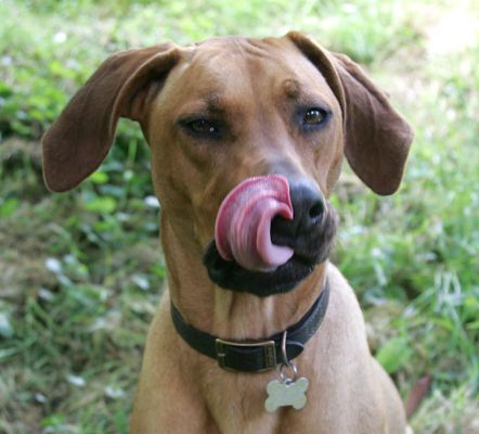 Licking my Chops
Ključne besede: Ridgeback tongue licking lick chops dog lick dog kennel dog boarding dog hotel