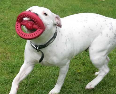 Maddy with Weird Red Lips
Maddy running with one of her favourite toys.
Ключові слова: Maddy weird red lips dog toy dog catch Staffordshire terrier dog hotel dog boarding Lucies Farm