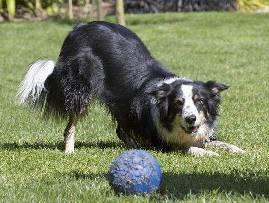 Marjorie - This is from Aug 9 07 album.
Keywords: Stinky Border Collie Collies Dog Dogs Ball Play Playing Playtime