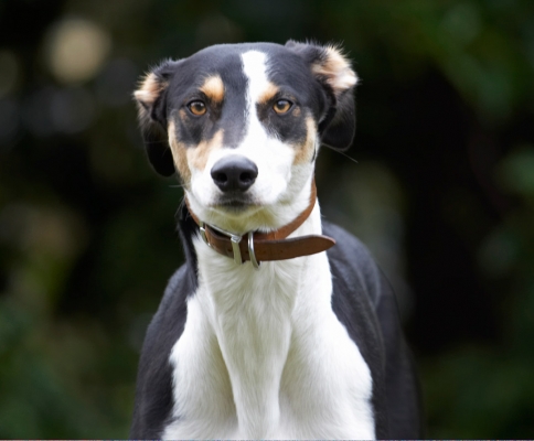 The watch bird
Keywords: Dog Dogs Lurcher Murphy