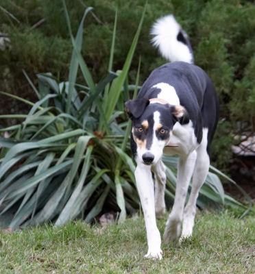 Here I come!
Schlüsselwörter: Dog Dogs Lurcher Murphy Play Playing Playtime Run Running