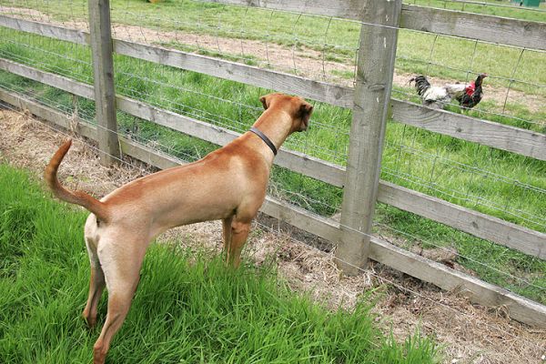 Ridgeback and Chicken
OK, it's not hunting in Africa --- and there is the small matter of the fence in the way.
Mots-clés: Ridgeback fence chicken dog hunting dog kennel dog boarding Lucies Farm