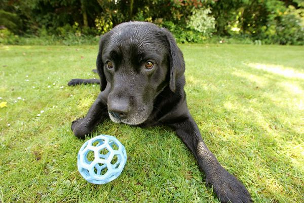 Cole looking Cute
Keywords: Cole black Labrador dog kennel dog hotel Lucies Farm playing ball