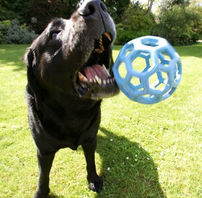 Hey, Cole --- Catch...!
Here's Cole about to catch the blue ball.
Palabras Clave: Cole black Labrador dog blue ball dog hotel dog kennel Lucies Farm