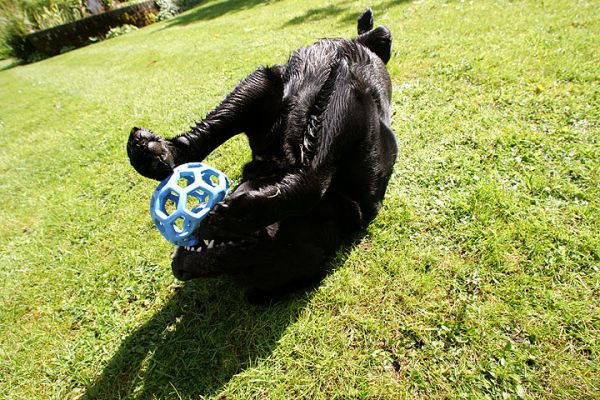 Cole Playing with Blue Ball
Anahtar kelimeler: Cole black Labrador dog hotel Lucies Farm dog kennel