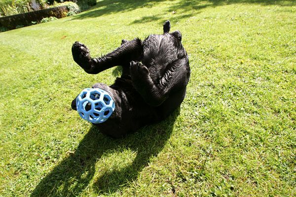 Cole Playing With Blue Ball
Cole is more playful if he's away from Otis.  So after they've both had their run together, we do some "quality time" with each.  Here Cole is playing a bit like a cat, rolled over on his back with the blue ball in the air.
Keywords: Cole black Labrador dog blue ball dog kennel dog hotel Lucies Farm