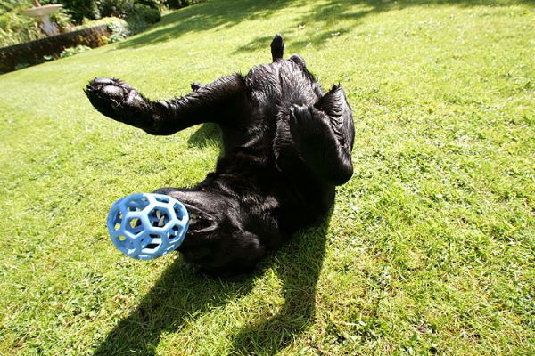 Cole
Ключові слова: Cole black Labrador dog blue ball dog hotel Lucies Farm