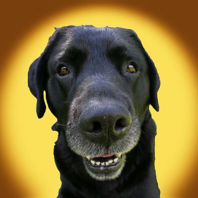 Cole
Słowa kluczowe: Cole black Labrador dog hotel dog boarding Lucies Farm dog kennel