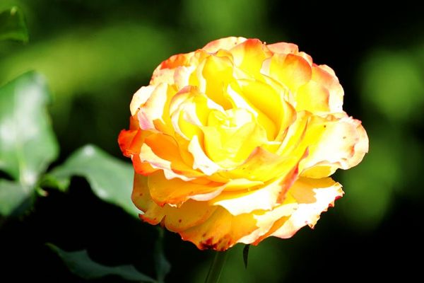 Yellow English Rose
Near the dog resort, sunny late summer afternoon, mid-September.
Palabras clave: yellow rose summer afternoon September Whitecroft garden