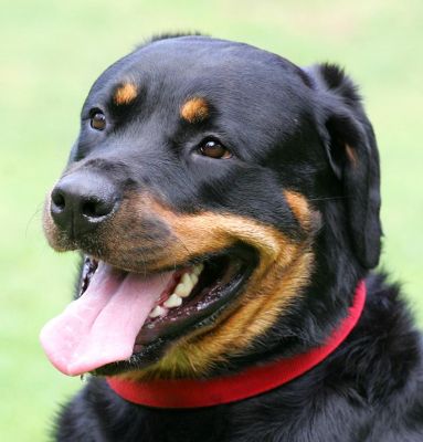 Missy
Palabras clave: Missy Rottweiler red collar dog Lucies Farm dog boarding dog resort dog kennel