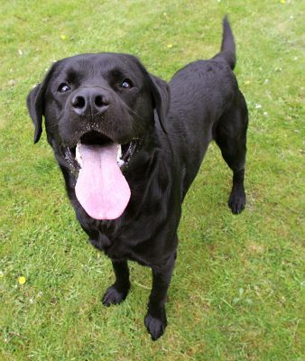 Otis --- That's A Huge Tongue..!
Palabras Clave: Otis black Labrador tounge dog hotel dog boarding dog tounge Lucies Farm