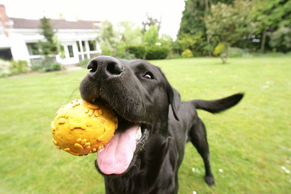 Otis and the Yellow Ball
Mots-clés: Otis black Labrador dog yellow ball dog hotel dog kennel dog boarding Lucies Farm