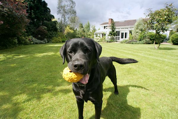 Otis with the Yellow Ball
Whitecroft front garden, on a lovely spring day - May 7 2005
Trefwoorden: Otis black Labrador dog kennel Whitecroft garden spring day dog boarding Lucies Farm