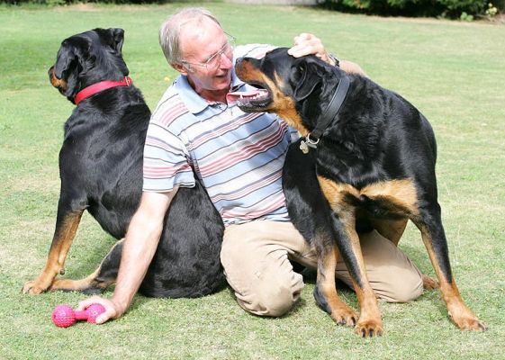Vic and Ronan Playing -- Missy Uninterested
After playing a bit of catch, Vic kneeled on the lawn.  Missy promptly sat behind him, and Ronan sat [i]on[/i] Vic.  Quite a lap dog!
Avainsanat: Missy Ronan Rottweiler Vic lawn Lucies Farm dog kennel dog boarding