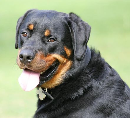 Ronan
Ronan the Rottweiler
Słowa kluczowe: Ronan Rottweiler dog Lucies Farm dog resort dog hotel