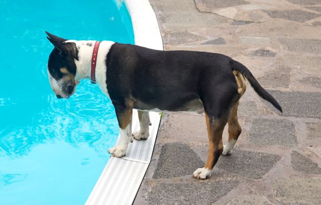 Tapa Checking Out the Pool
He was fascinated by our efforts to get a tank to partially sink in the pool --- we want to use it to get an "over-under" photo of dogs and pigs swimming.  But not fascinated enough to jump into the pool.
Ključne besede: Tapa English Bull Terrier pool water swimming dog