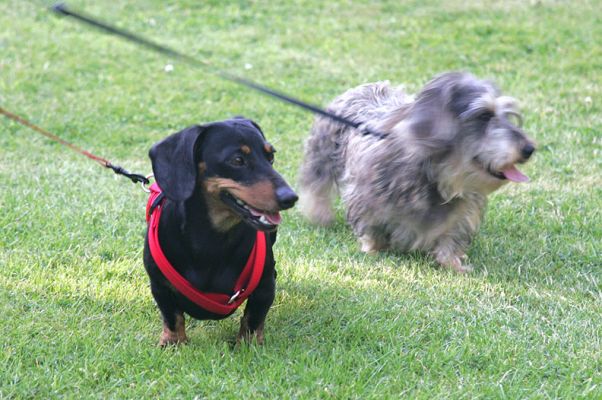Banjo and Sweep
Sweep is more camera-shy than Banjo.  
Keywords: Banjo Sweep daschund Lucies Farm dog hotel dog boarding