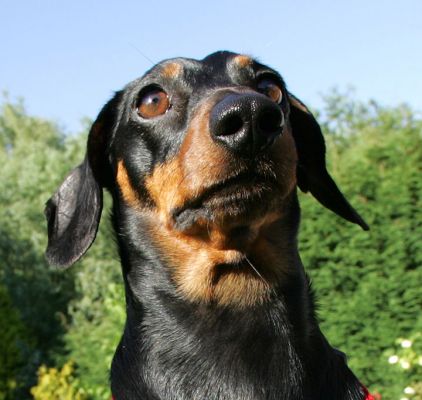 Banjo
Ključne besede: Banjo daschund Lucies Farm dog bording dog hotel red harness