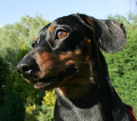 Banjo, Looking Serious
Ključne besede: Banjo daschund Lucies Farm dog bording dog hotel red harness
