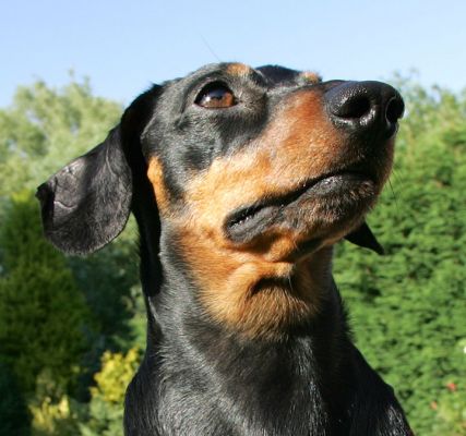 Banjo
Palabras Clave: Banjo daschund Lucies Farm dog bording dog hotel red harness