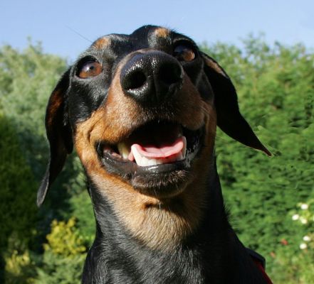 Big Smile, Banjo
Trefwoorden: Banjo daschund Lucies Farm dog bording dog hotel red harness