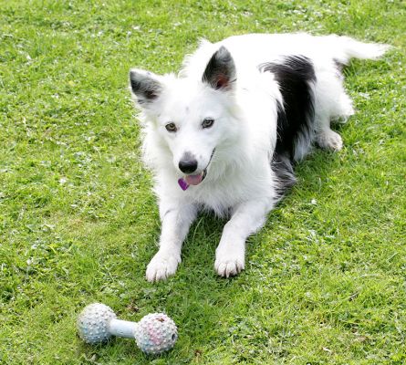 Bella
Ключови думи: Bella Border collie Lucies Farm dog hotel dog boarding dog kennel dog resort