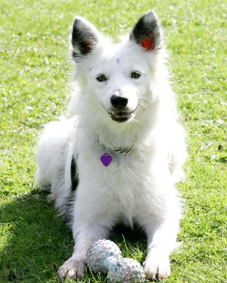 Bella
Schlüsselwörter: Bella Border collie Lucies Farm dog hotel dog boarding dog kennel dog resort