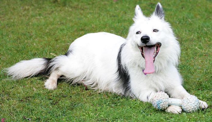 Bella
Ключові слова: Bella Border collie Lucies Farm dog hotel dog boarding dog kennel dog resort