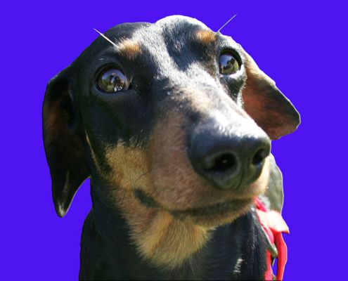 Banjo
Keywords: Banjo daschund Lucies Farm dog bording dog hotel red harness