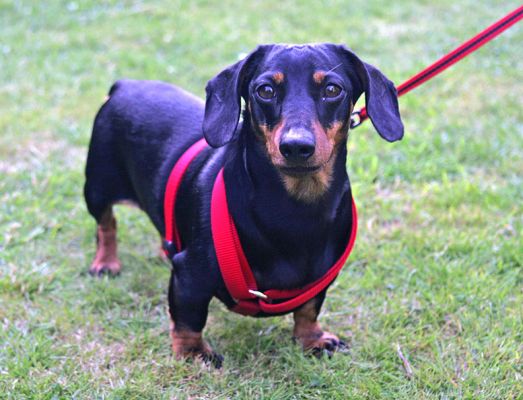 Banjo, Looking Proud
Anahtar kelimeler: Banjo daschund Lucies Farm dog bording dog hotel red harness