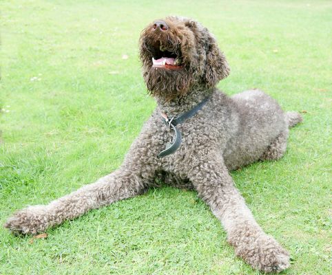 Elvis
When Marjorie and I win a silly victory over some form of petty bureaucracy, we throw our heads back and go, "Ha, Ha, Ha!" like some sort of villian in an old movie.  Looks like Elvis does the same thing.  "Ha, Ha, Ha!!"
Słowa kluczowe: Elvis French Poodle ha ha ha dog kennel dog boarding dog hotel Lucies Farm