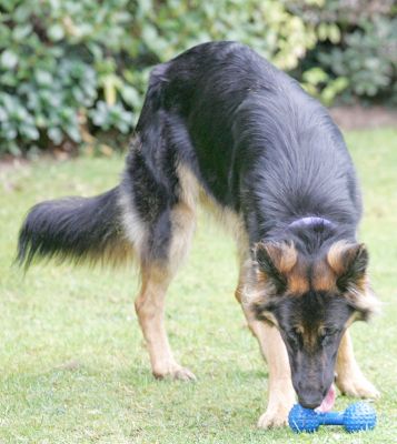George and the Blue Barbell Toy
Keywords: George German shepherd blue barbell toy dog hotel dog boarding dog kennel Lucies Farm