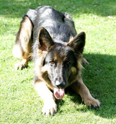 George -- Ready to Play Catch
Keywords: George German shepherd dog toy catch fetch Lucies Farm dog hotel dog boarding